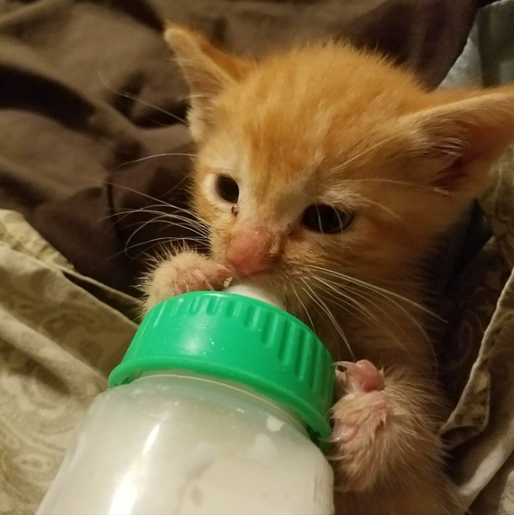 Meet your Posher, Veronica - Picture 6 of 12